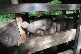 FOTO // Un pui de elefant de Sumatra a murit, după ce o capcană i-a retezat jumătate de trompă